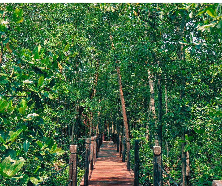 Mangrove Eco Tour – Tanjung Piai